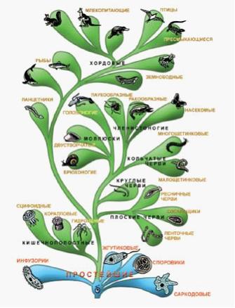 Древо живого. Систематика животных Древо. Эволюционное Древо современного животного.