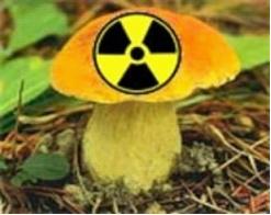 Грибы радиация. Чернобыль грибы радиоактивные. Грибы на Чернобыльской АЭС. Грибы радиация Чернобыль. Чернобыльские радиоактивные грибы.